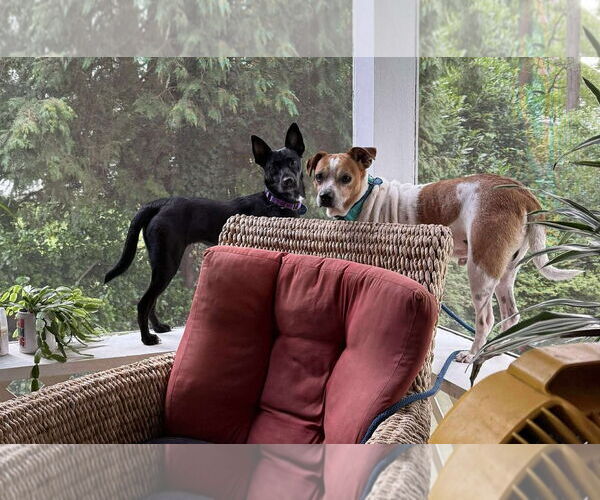 Medium Photo #9 Jack-A-Bee Puppy For Sale in Boonton, NJ, USA