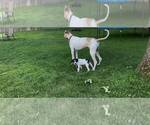 Small #3 Great Dane