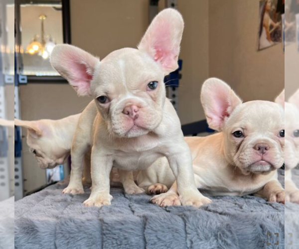 Medium Photo #4 French Bulldog Puppy For Sale in PITTSBURGH, PA, USA