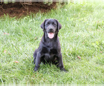 Brooke - Female Labrador Retriever Puppy for Sale - Photo #6
