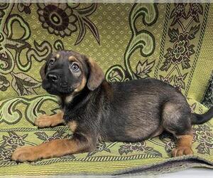 Mutt Dogs for adoption in HESPERIA, CA, USA