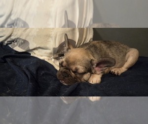 French Bulldog Puppy for sale in MAPLETON, ME, USA