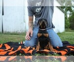 Puppy Pink Stripe Doberman Pinscher