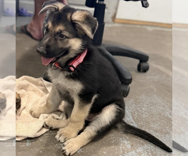 Medium Photo #9 German Shepherd Dog Puppy For Sale in BRIGHTON, CO, USA