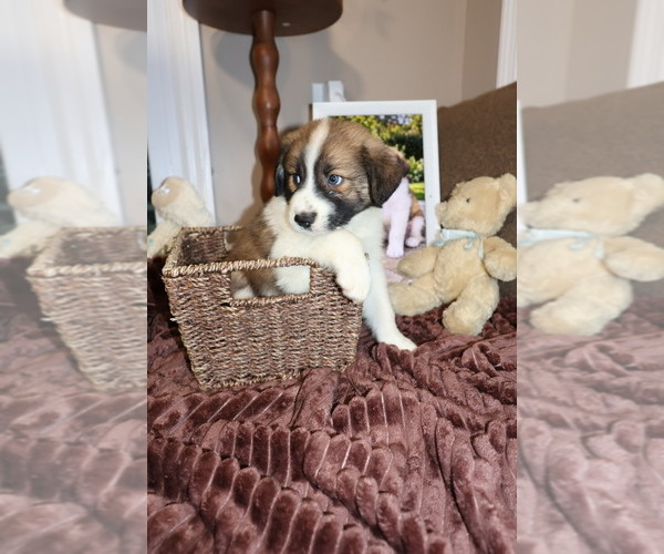 Medium Photo #6 Aussie Pyrenees Puppy For Sale in LEXINGTON, SC, USA