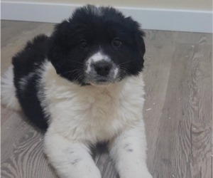 Newfoundland-Saint Bernard Mix Puppy for sale in COLVILLE, WA, USA