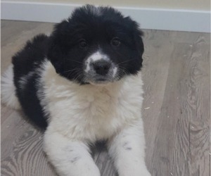 Medium Newfoundland-Saint Bernard Mix