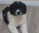 Small Newfoundland-Saint Bernard Mix