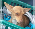 Small #13 Chihuahua