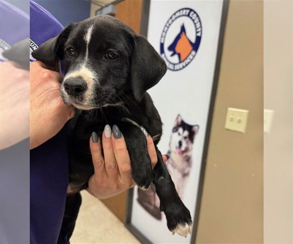 Medium Photo #1 Labrador Retriever Puppy For Sale in Conroe, TX, USA