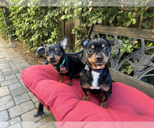 Medium Photo #2 Chipin Puppy For Sale in Santa Clara, CA, USA