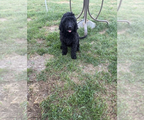 Medium Photo #1 Goldendoodle mix (+ Poodle Standard) Puppy For Sale in BREEZEWOOD PK, IN, USA