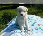 Image preview for Ad Listing. Nickname: Whipped Honey