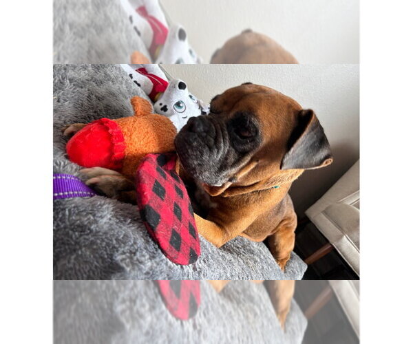 Medium Photo #5 Boxer Puppy For Sale in Austin, TX, USA