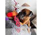 Small #4 Boxer