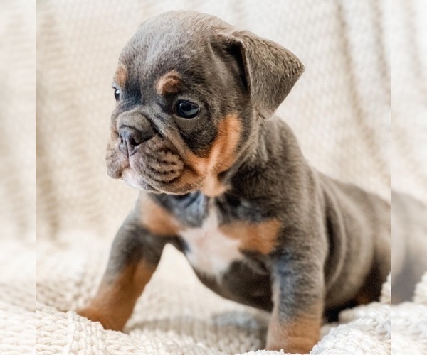 Medium Photo #3 English Bulldog Puppy For Sale in MURRIETA, CA, USA