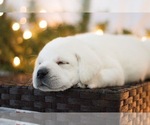Small Photo #10 Labrador Retriever Puppy For Sale in LOGAN, UT, USA