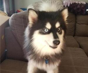 Father of the Pomsky puppies born on 10/07/2023