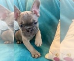 Small #2 French Bulldog