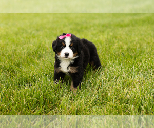 Bernese Mountain Dog Puppy for sale in SHIPSHEWANA, IN, USA