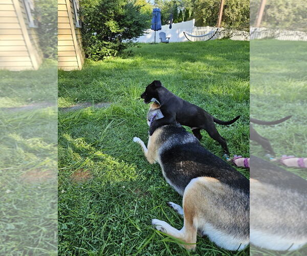 Medium Photo #5 Mutt Puppy For Sale in Doylestown, PA, USA