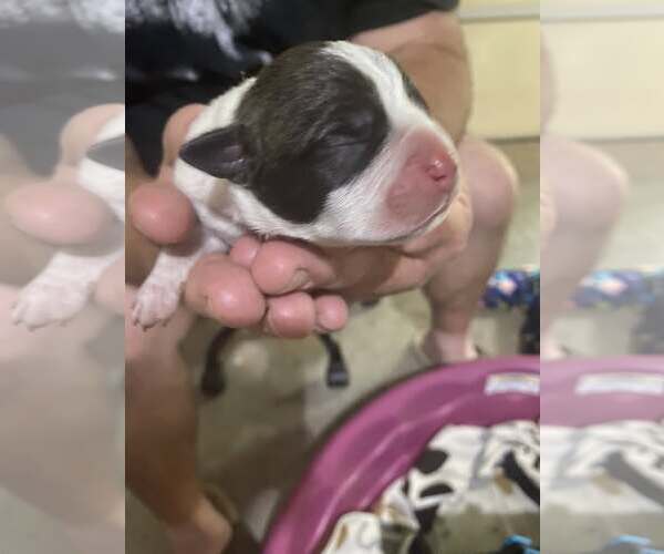 Medium Photo #7 Bulldog-Unknown Mix Puppy For Sale in Atlanta, GA, USA