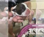 Small #6 Bulldog Mix