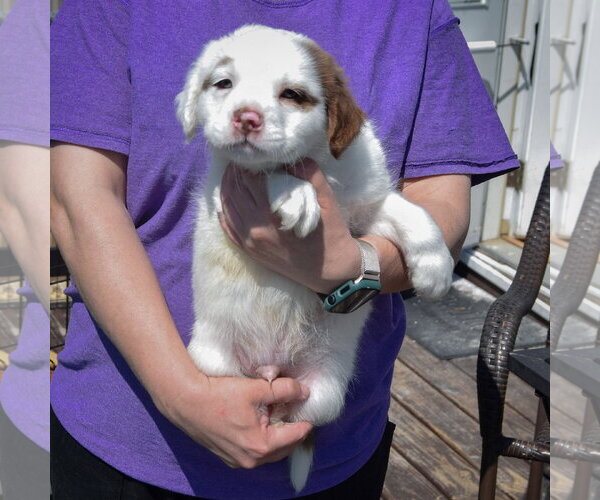 Medium Photo #4 American Staffordshire Terrier-Boston Terrier Mix Puppy For Sale in Huntley, IL, USA