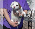 Small #3 American Staffordshire Terrier-Boston Terrier Mix