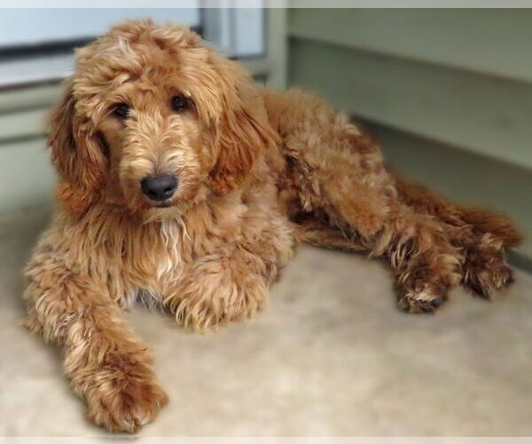 Medium Photo #2 Golden Retriever-Unknown Mix Puppy For Sale in Grovertown, IN, USA