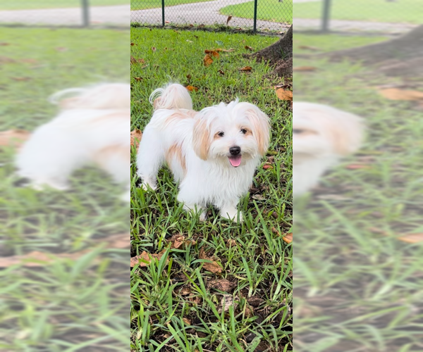 Medium Photo #8 Maltese Puppy For Sale in Weston, FL, USA