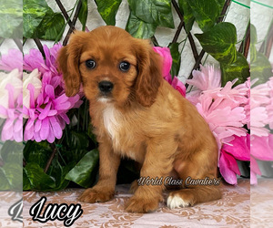Cavalier King Charles Spaniel Puppy for sale in MIAMI, FL, USA