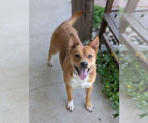 Mutt Dogs for adoption in Oakhurst, NJ, USA