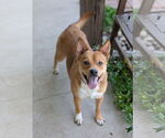 Small Mutt