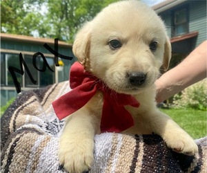 Labrenees Puppy for sale in TIPP CITY, OH, USA
