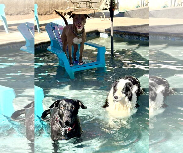 Medium Photo #7 Labrador Retriever-Unknown Mix Puppy For Sale in Lake Elsinore, CA, USA