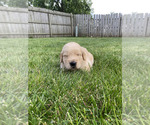 Puppy BLUE Golden Retriever