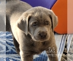 Small Photo #46 Labrador Retriever Puppy For Sale in POCAHONTAS, IL, USA