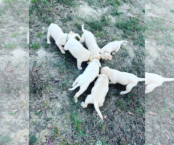 Medium Photo #1 Labrador Retriever Puppy For Sale in HARTSVILLE, SC, USA
