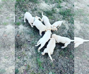 Labrador Retriever Puppy for sale in HARTSVILLE, SC, USA