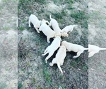 Small Photo #1 Labrador Retriever Puppy For Sale in HARTSVILLE, SC, USA