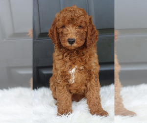 Goldendoodle (Miniature) Puppy for sale in ITASCA, TX, USA