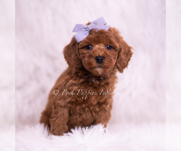Medium Photo #1 Poodle (Toy) Puppy For Sale in WARSAW, IN, USA
