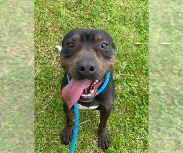 Medium Photo #13 Staffordshire Bull Terrier-Unknown Mix Puppy For Sale in Brewster, NY, USA