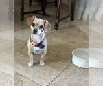 Small #2 Chihuahua