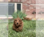 Small Photo #13 Goldendoodle (Miniature) Puppy For Sale in SYRACUSE, UT, USA