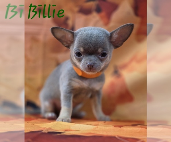 Medium Photo #6 Chihuahua Puppy For Sale in HOMERVILLE, GA, USA