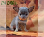 Small Photo #6 Chihuahua Puppy For Sale in HOMERVILLE, GA, USA