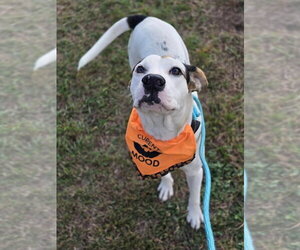 Bee - Female Staffordshire Bull Terrier Dog for Adoption - Photo #2