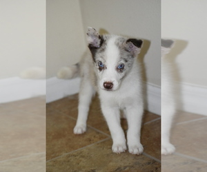 Border Collie-Siberian Husky Mix Puppy for sale in KISSIMMEE, FL, USA